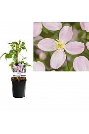Clematis montana Mayleen C1 Lit. 20-30 cm