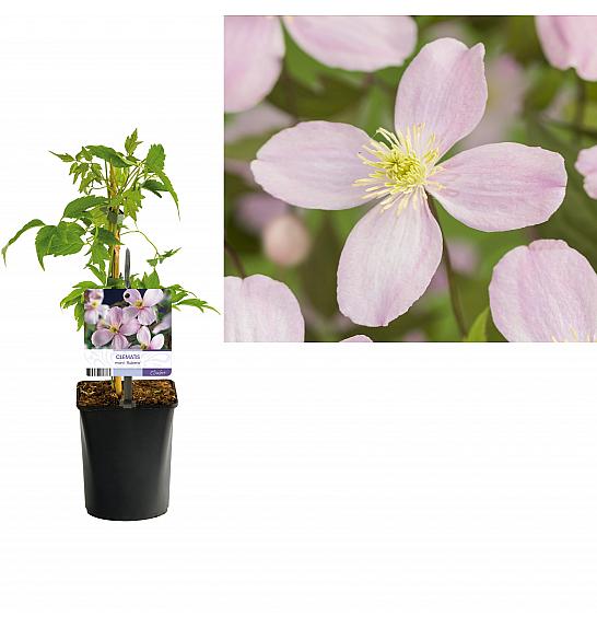 Clematis montana Mayleen C1 Lit. 20-30 cm
