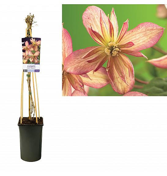 Clematis montana Marjorie C2,5 Lit. 40-60 cm