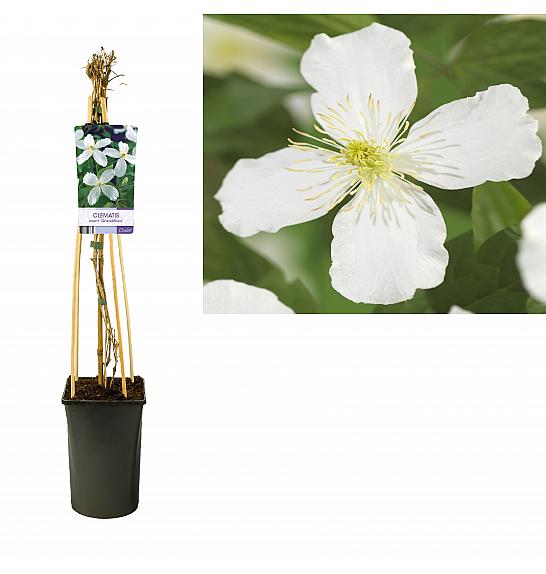 Clematis montana Grandiflora C2,5 Lit. 40-60 cm