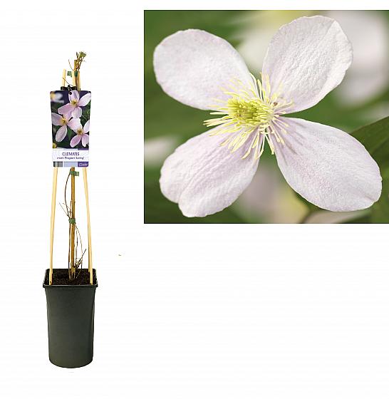 Clematis montana Fragrant Spring C2,5 Lit. 40-60 cm