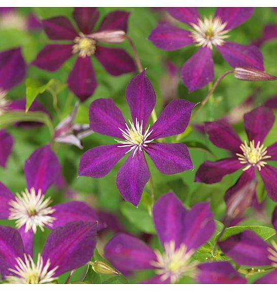 Clematis Mikelite C1,5 Lit. 30-40 cm