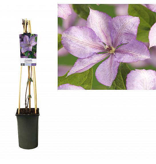 Clematis Margaret Hunt C2,5 Lit. 40-60 cm