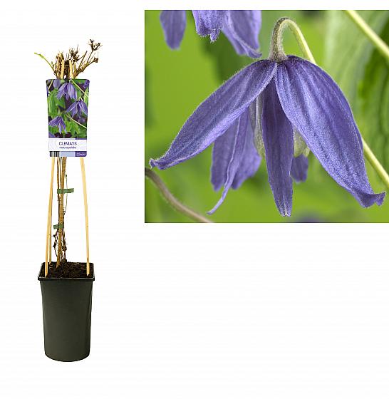 Clematis macropetala C2,5 Lit. 40-60 cm