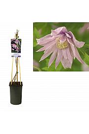 Clematis macr. Markhams Pink C2,5 Lit. 40-60 cm