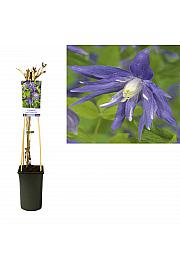Clematis macr. Maidwell Hall C2,5 Lit. 40-60 cm