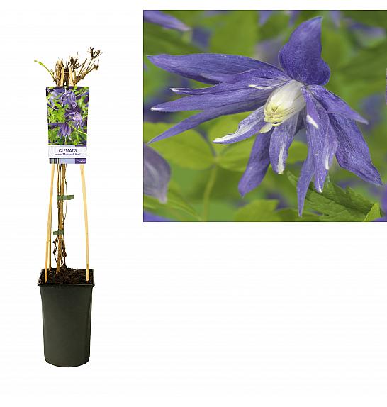 Clematis macr. Maidwell Hall C2,5 Lit. 40-60 cm