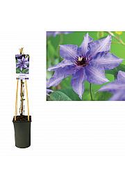 Clematis Königskind C2,5 Lit. 40-60 cm