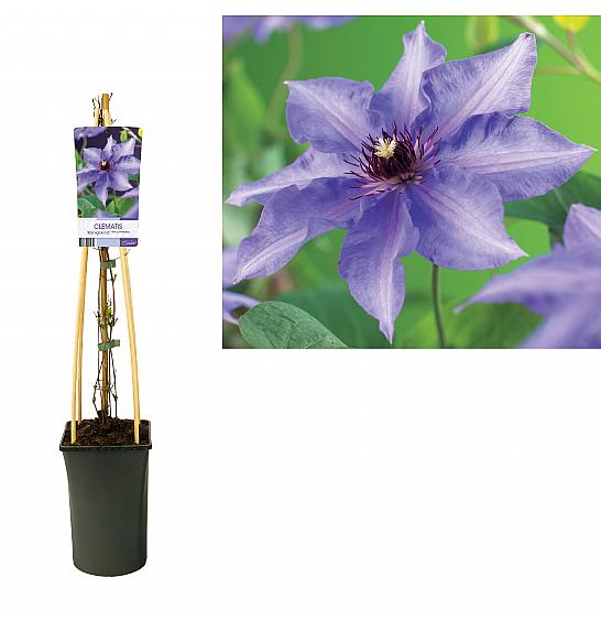 Clematis Königskind C2,5 Lit. 40-60 cm