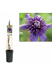 Clematis Kokonoe PBR C2,5 Lit. 40-60 cm