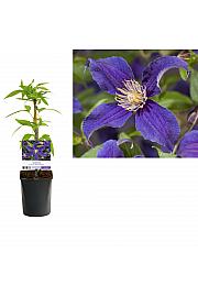 Clematis hybridSo Many® Blue Flowers PBR C1 Lit. 20-30 cm