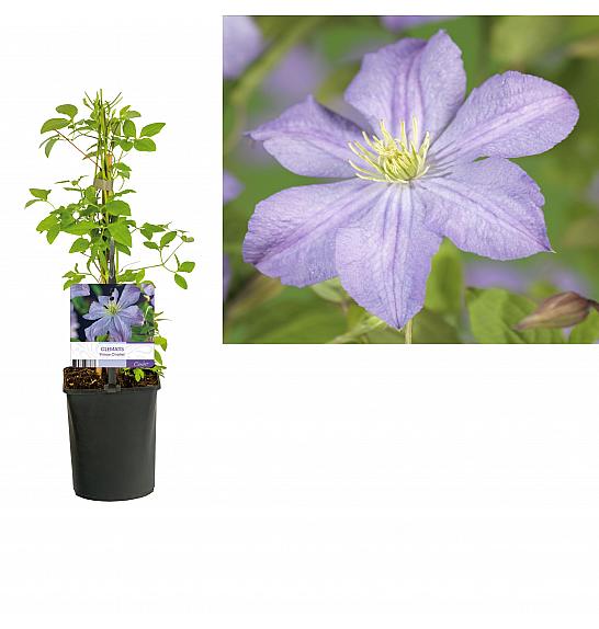 Clematis hybrid Prince Charles C1 Lit. 20-30 cm