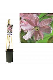 Clematis hybridBroughton S. C2,5 Lit. 40-60 cm