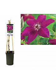 Clematis hybrid Westerplatte C2,5 Lit. 40-60 cm