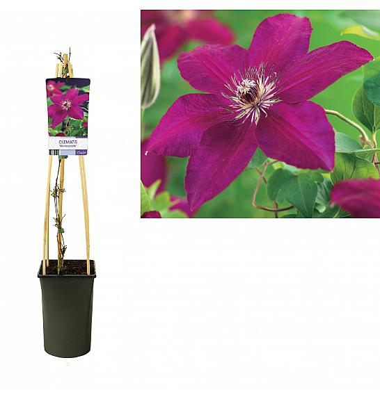 Clematis hybrid Westerplatte C2,5 Lit. 40-60 cm