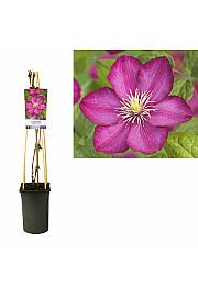 Clematis hybrid Ville de Lyon C2,5 Lit. 40-60 cm