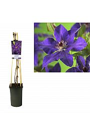 Clematis hybrid The President C2,5 Lit. 40-60 cm