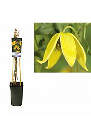 Clematis hybrid Tangutica C2,5 Lit. 40-60 cm