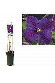 Clematis hybrid Star of India C2,5 Lit. 40-60 cm