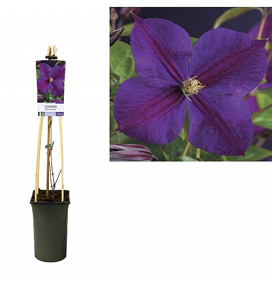 STARRE Clematis hybrid Star of India