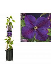 Clematis hybrid Star of India C1,5 Lit. 30-40 cm
