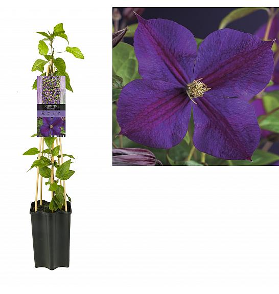 Clematis hybrid Star of India C1,5 Lit. 30-40 cm