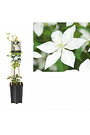 Clematis hybrid So Many® White Flowers PBR C1,5 Lit. 30-40 cm
