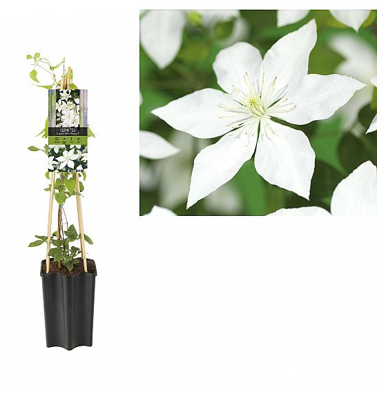 Clematis hybrid So Many® White Flowers PBR C1,5 Lit. 30-40 cm