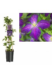 Clematis hybrid So Many® Purple Flowers PBR C1,5 Lit. 30-40 cm