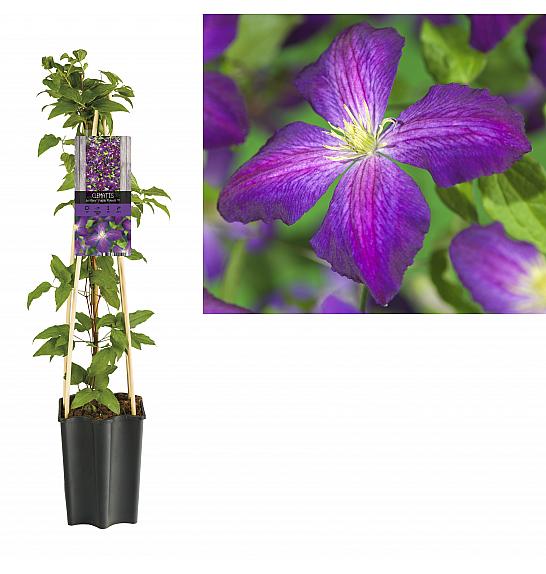 Clematis hybrid So Many® Purple Flowers PBR C1,5 Lit. 30-40 cm
