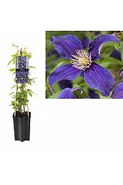 Clematis hybrid So Many® Blue Flowers PBR C1,5 Lit. 30-40 cm