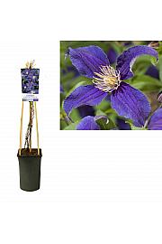 Clematis hybrid So Many Blue Flowers C2,5 Lit. 40-60 cm