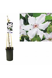 Clematis hybrid Snow Queen C2,5 Lit. 40-60 cm