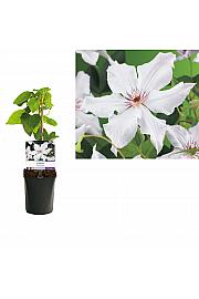 Clematis hybrid Snow Queen C1 Lit. 20-30 cm