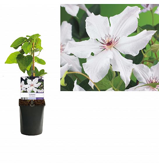 Clematis hybrid Snow Queen C1 Lit. 20-30 cm