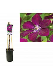 Clematis hybrid Rouge Cardinal C2,5 Lit. 40-60 cm
