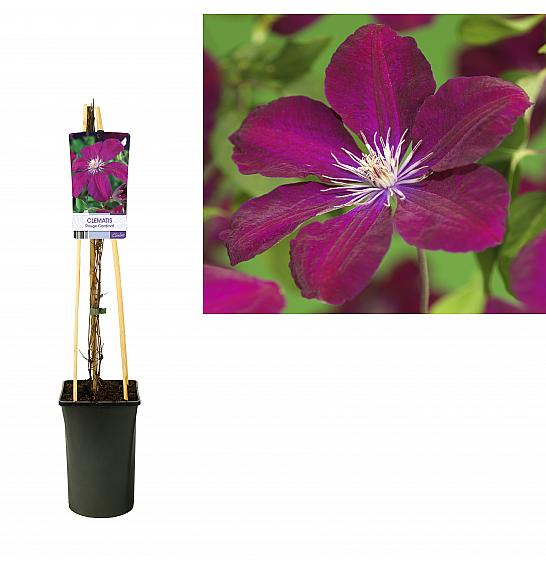 STARRE Clematis hybrid Rouge Cardinal