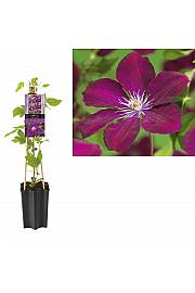Clematis hybrid Rouge Cardinal C1,5 Lit. 30-40 cm