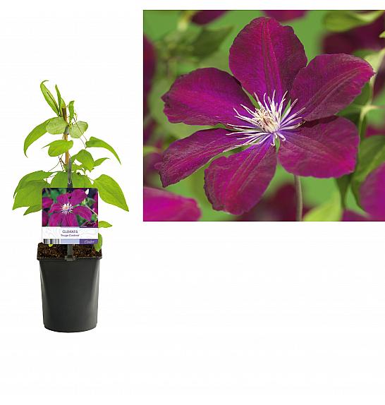 Clematis hybrid Rouge Cardinal C1 Lit. 20-30 cm