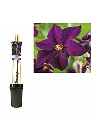Clematis hybrid Romantika C2,5 Lit. 40-60 cm