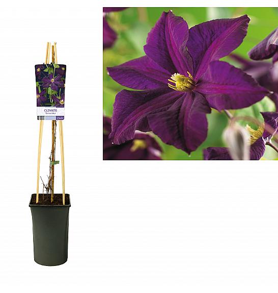 Clematis hybrid Romantika C2,5 Lit. 40-60 cm