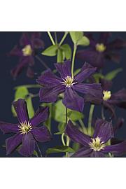 Clematis hybrid Romantika C1,5 Lit. 30-40 cm