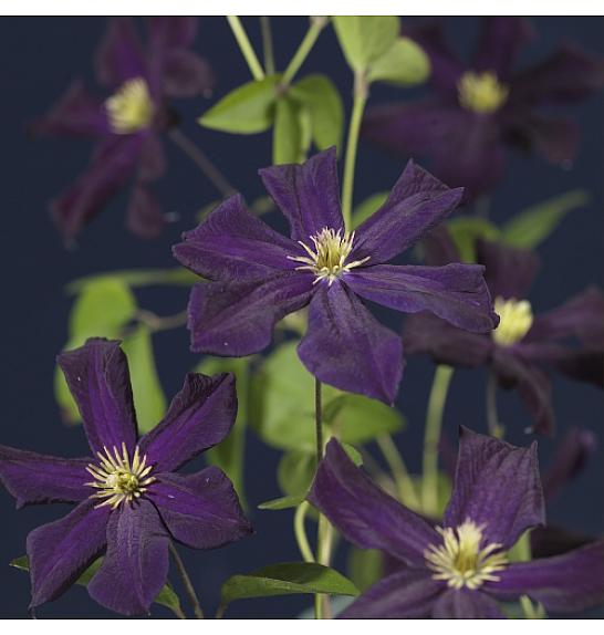 Clematis hybrid Romantika C1,5 Lit. 30-40 cm