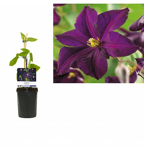 Clematis hybrid Romantika C1 Lit. 20-30 cm