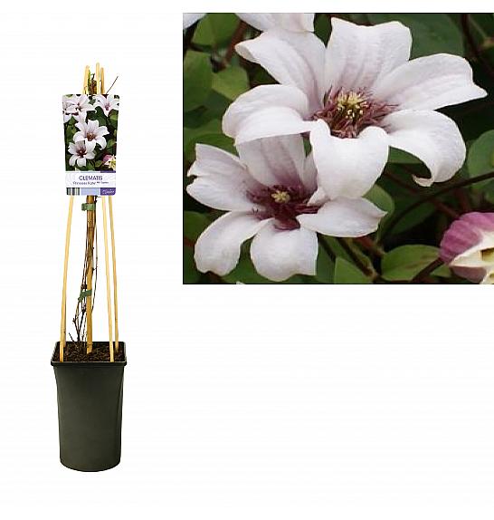 Clematis hybrid Princess Kate C2,5 Lit. 40-60 cm