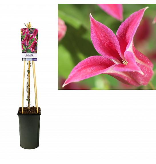 Clematis hybrid Princess Diana C2,5 Lit. 40-60 cm