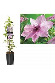 Clematis hybrid Pink Fantasy C1,5 Lit. 30-40 cm