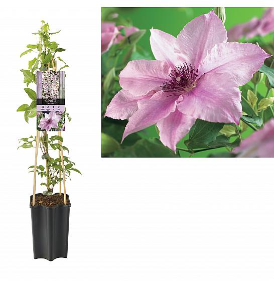 Clematis hybrid Pink Fantasy C1,5 Lit. 30-40 cm