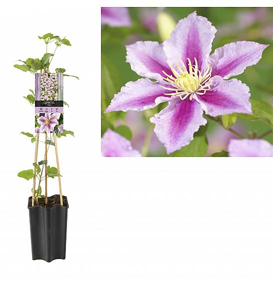 Clematis hybrid Piilu C1,5 Lit. 30-40 cm