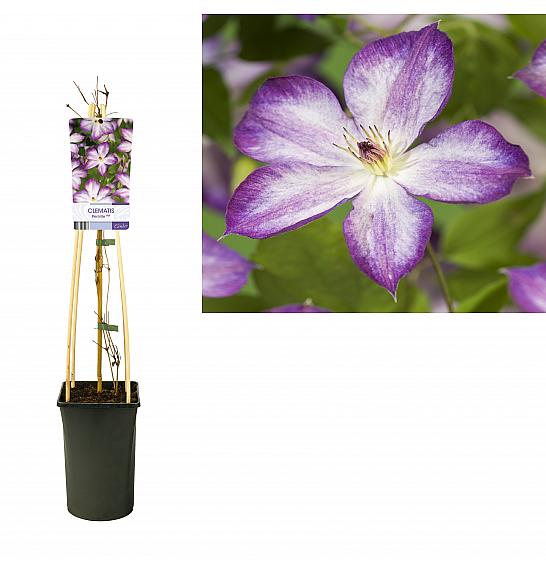 Clematis hybrid Pernille PBR C2,5 Lit. 40-60 cm